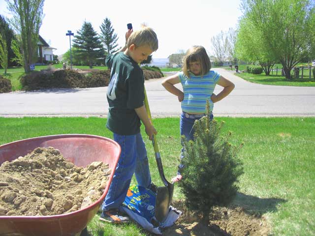Planting a Tree in Laurel Montana